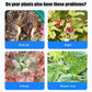 General Purpose Horticultural Antibacterial Nutrient Solution
